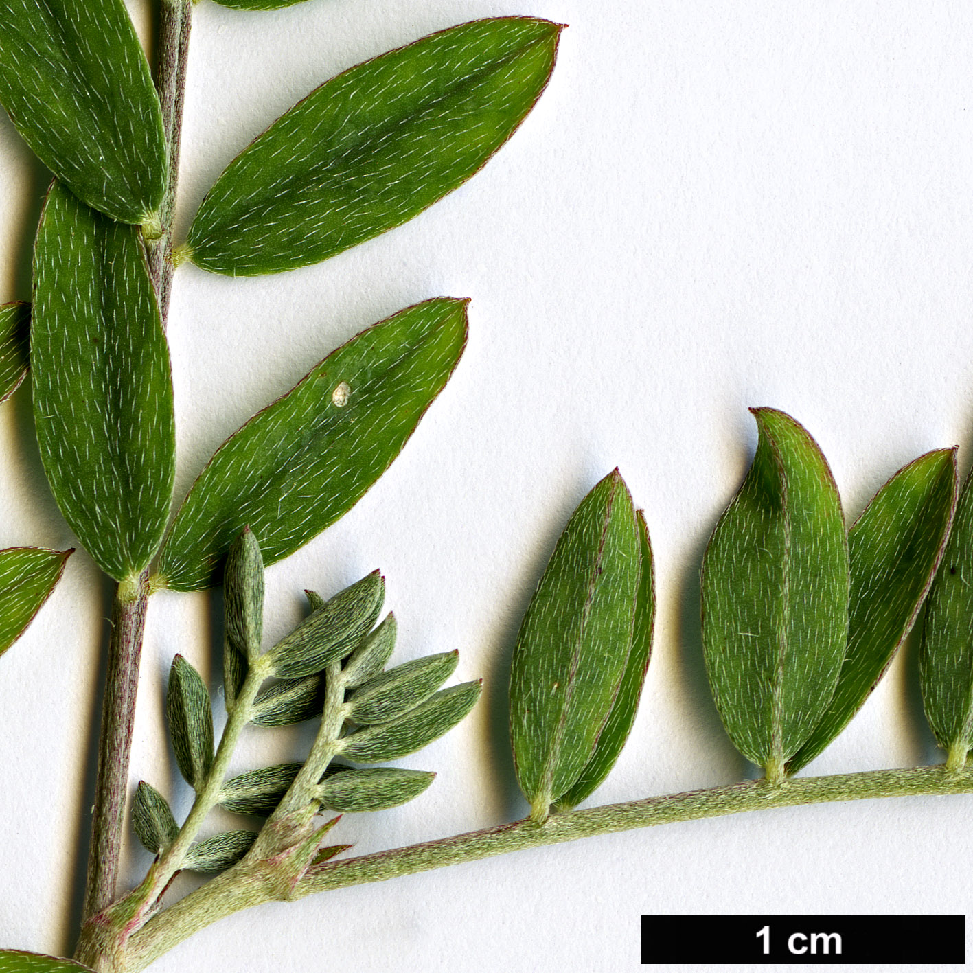 High resolution image: Family: Fabaceae - Genus: Astragalus - Taxon: vesicarius - SpeciesSub: subsp. carniolicus